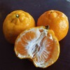 【助农】云南华坪高原椪柑 新鲜柑橘 自然成熟  果肉脆嫩 商品缩略图5