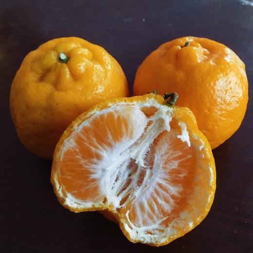 【助农】云南华坪高原椪柑 新鲜柑橘 自然成熟  果肉脆嫩 商品图5
