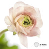 配花 | 蝴蝶洋牡丹混色 商品缩略图8