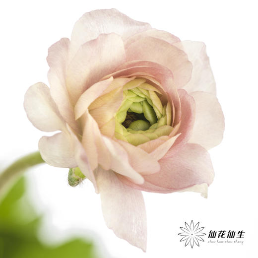 配花 | 蝴蝶洋牡丹混色 商品图8