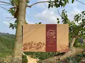 QC002 秋茶 大沙里金牡丹秋茶 仙源红茶（纯雅）