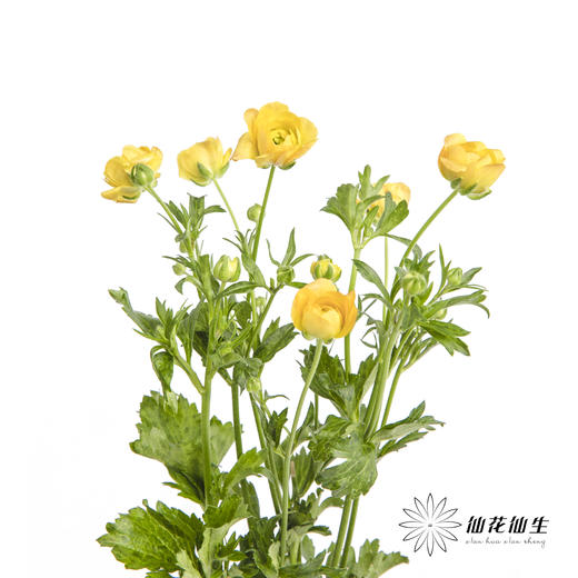 配花 | 蝴蝶洋牡丹混色 商品图11