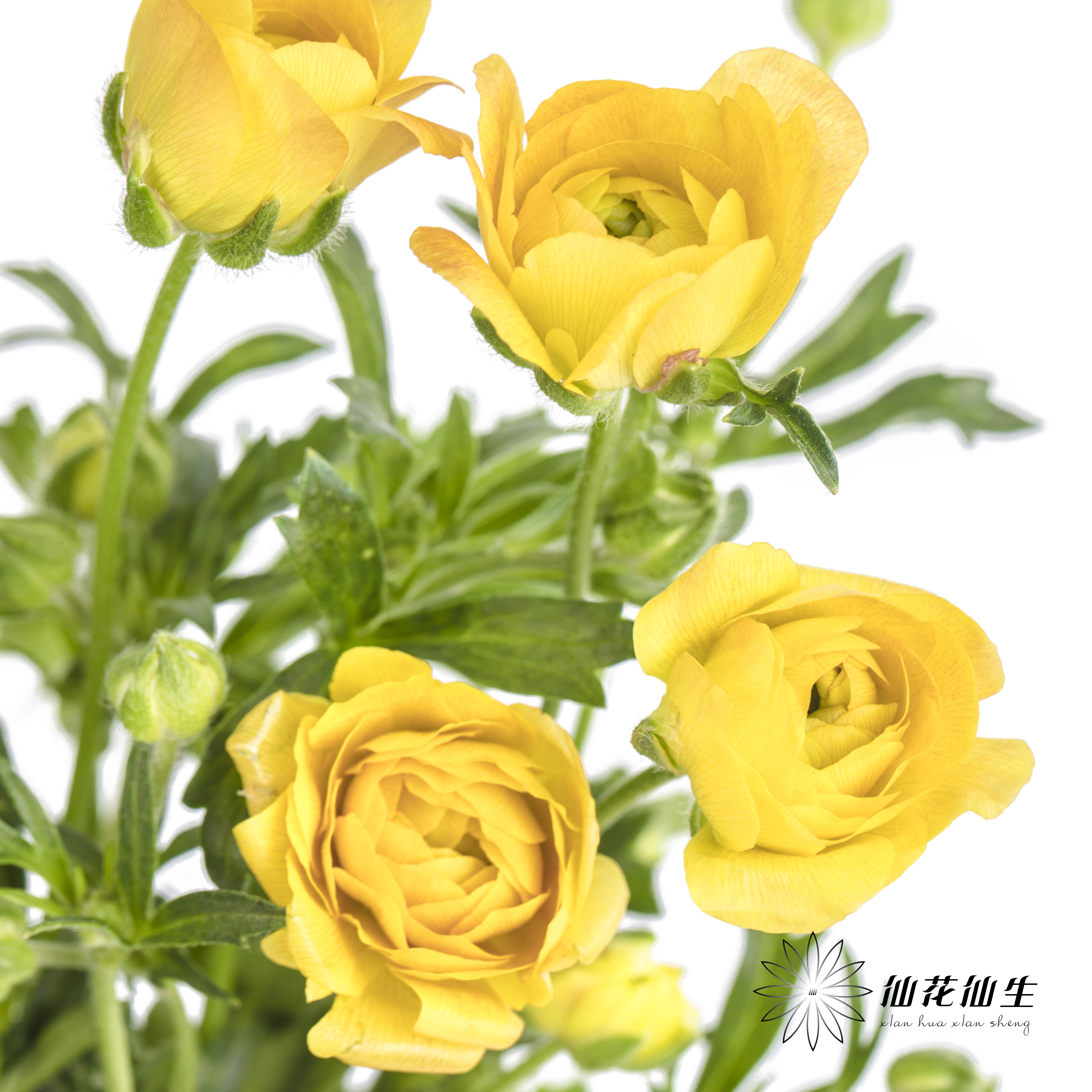 配花 | 蝴蝶洋牡丹黄色