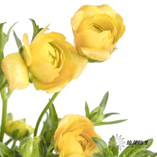 配花 | 蝴蝶洋牡丹混色 商品图9