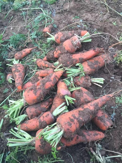 鸿翠园 有机胡萝卜 商品图6