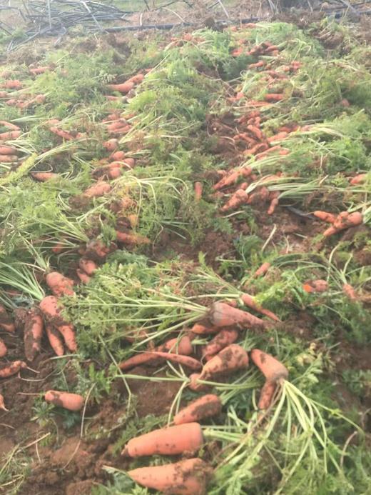 鸿翠园 有机胡萝卜 商品图7