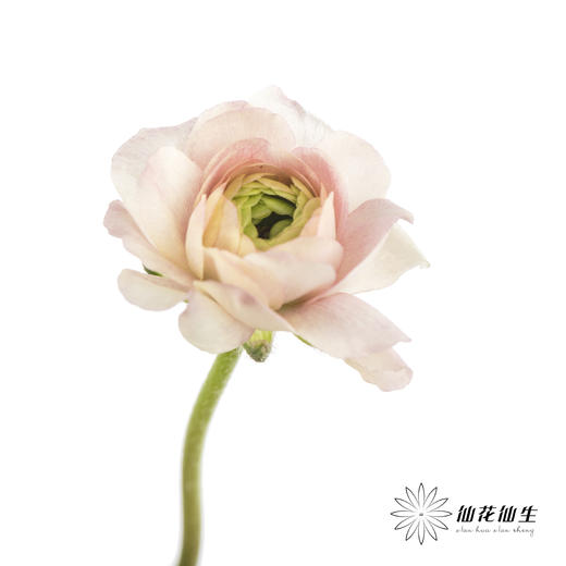 配花 | 蝴蝶洋牡丹混色 商品图6