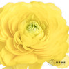配花 | 洋牡丹黄色【反季节，介意慎拍】
 商品缩略图2