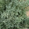 【叶材】银松（雪花松 )扎 商品缩略图6