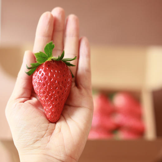 新鲜草莓礼盒｜当日采摘 商品图4