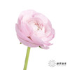 配花 | 洋牡丹粉色【反季节，介意慎拍】 商品缩略图1