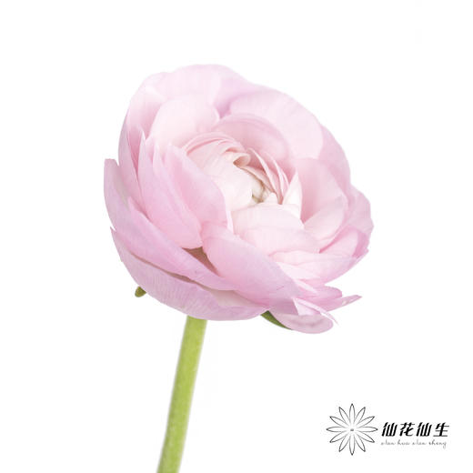 配花 | 洋牡丹粉色【反季节，介意慎拍】 商品图1
