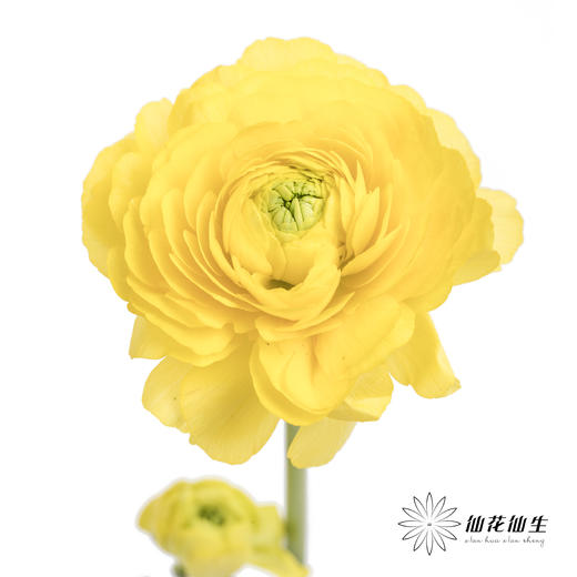 配花 | 洋牡丹黄色【反季节，介意慎拍】
 商品图1