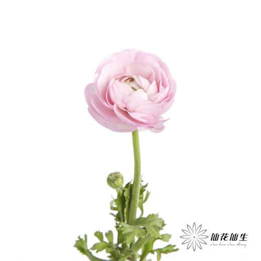 配花 | 洋牡丹粉色【反季节，介意慎拍】 商品图5
