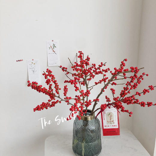 北美冬青 商品图0