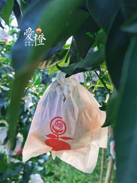 爱橙 果冻橙 6斤礼盒装 商品图2
