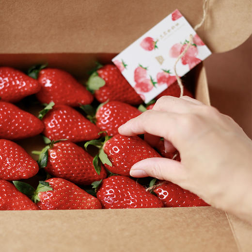 新鲜草莓礼盒｜当日采摘 商品图2
