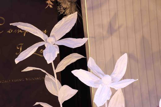 尖叶兰【运费自理】 商品图1