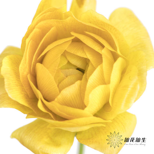 配花 | 蝴蝶洋牡丹混色 商品图3