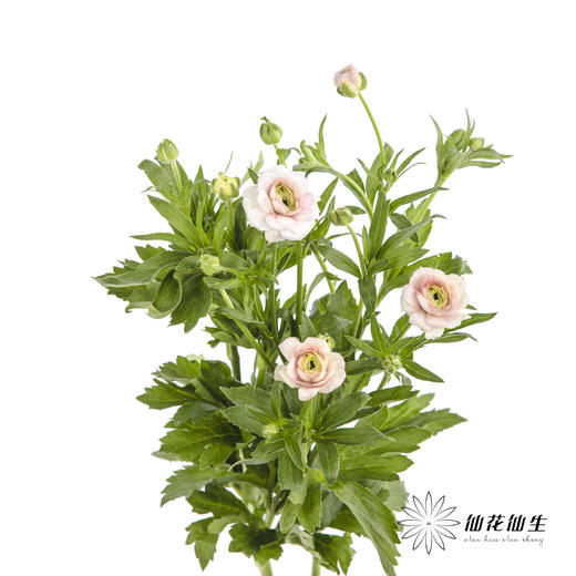 配花 | 蝴蝶洋牡丹香槟色 商品图1