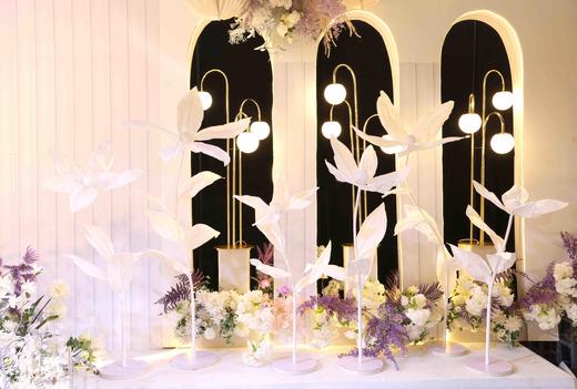 尖叶兰【运费自理】 商品图8