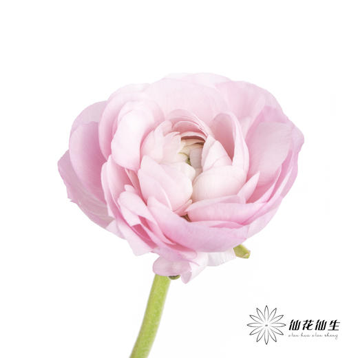 配花 | 洋牡丹粉色【反季节，介意慎拍】 商品图0