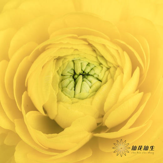 配花 | 洋牡丹黄色【反季节，介意慎拍】
 商品图3