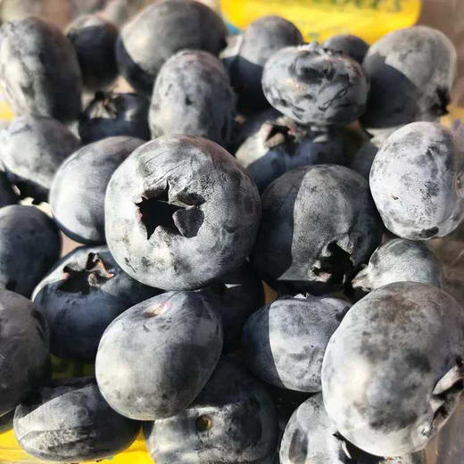 Driscoll’s 怡颗莓 云南蓝莓（限量大果） 商品图2