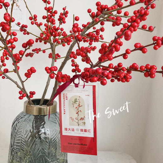 北美冬青 商品图3