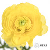 配花 | 洋牡丹黄色【反季节，介意慎拍】
 商品缩略图0