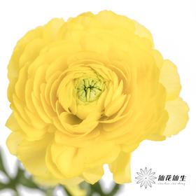 配花 | 洋牡丹黄色【反季节，介意慎拍】
