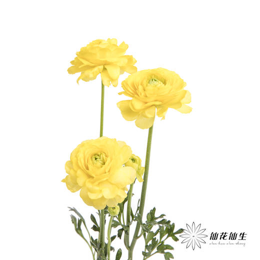 配花 | 洋牡丹黄色【反季节，介意慎拍】
 商品图5