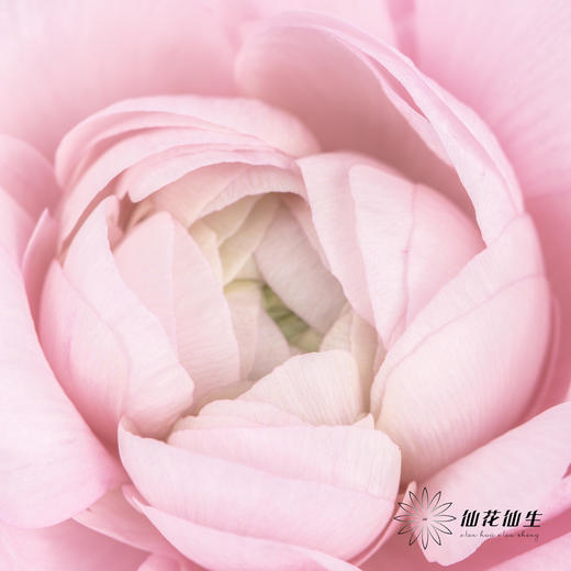 配花 | 洋牡丹粉色【反季节，介意慎拍】 商品图2