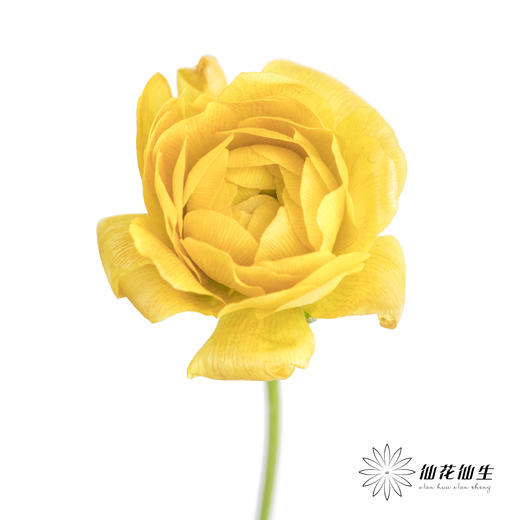 配花 | 蝴蝶洋牡丹混色 商品图5