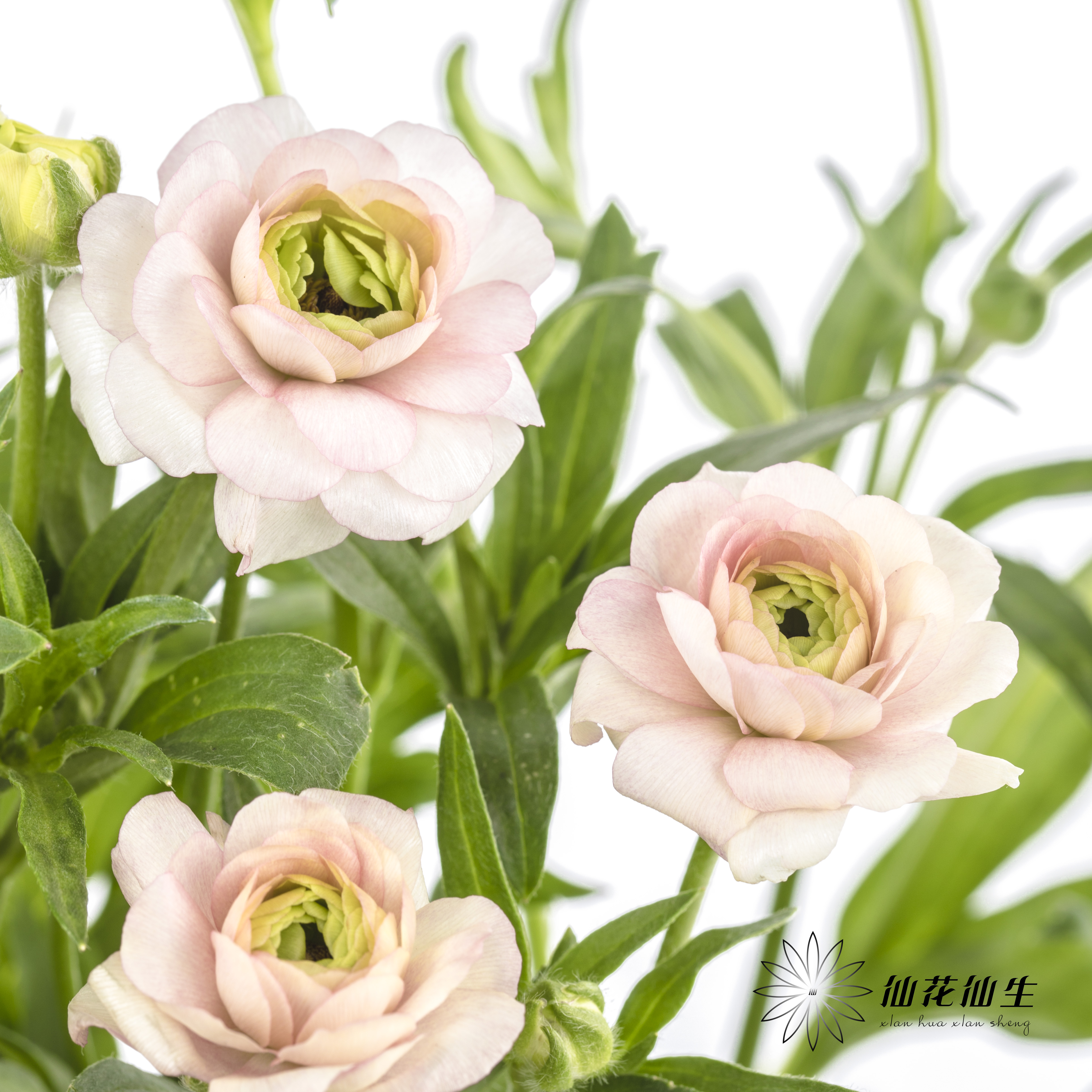 配花 | 蝴蝶洋牡丹香槟色