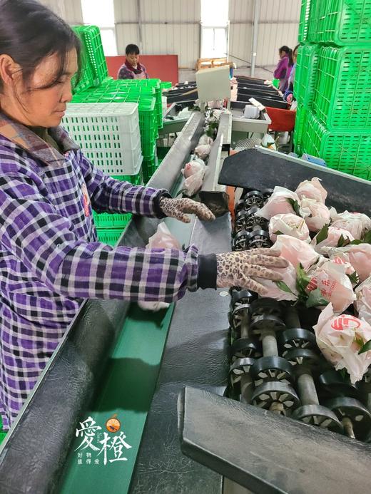 爱橙 果冻橙 6斤礼盒装 商品图4