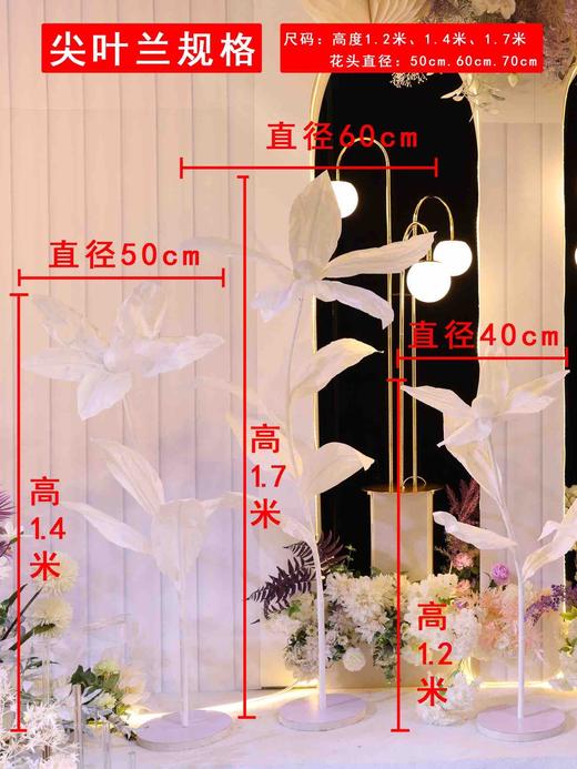 尖叶兰【运费自理】 商品图0