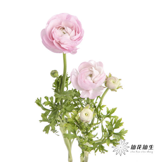 配花 | 洋牡丹粉色【反季节，介意慎拍】 商品图4