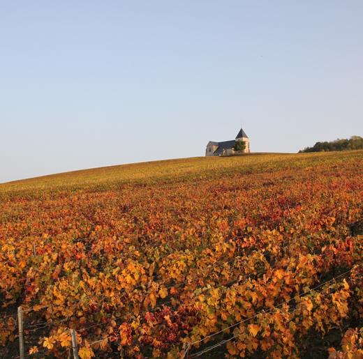 Duval-Leroy Fleur de Champagne Premier Cru 杜洛儿花语一级村香槟 商品图3