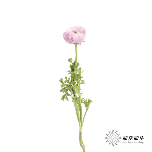 配花 | 洋牡丹粉色【反季节，介意慎拍】 商品图3