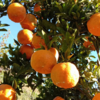 【助农】云南华坪高原椪柑 新鲜柑橘 自然成熟  果肉脆嫩 商品缩略图2