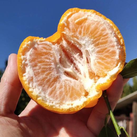 【助农】云南华坪高原椪柑 新鲜柑橘 自然成熟  果肉脆嫩 商品图4