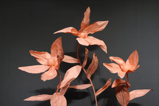 尖叶兰【运费自理】 商品图4