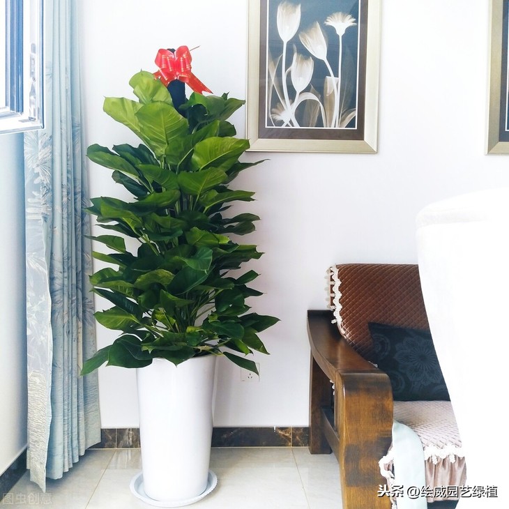 你不知道的绿植的三个作用，严重影响着我们的身体