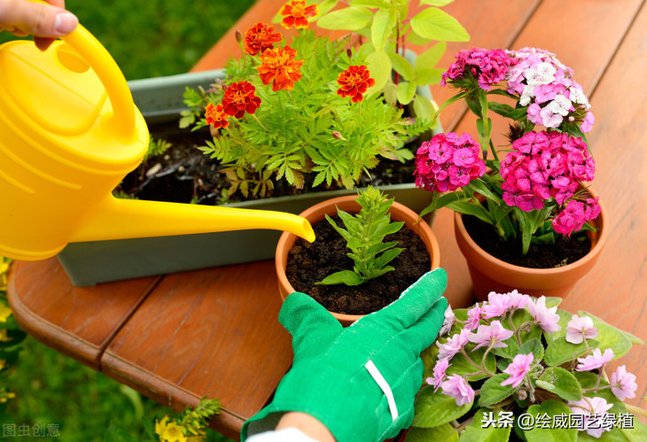你不知道的绿植的三个作用，严重影响着我们的身体