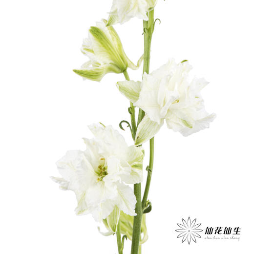 配花 | 千鸟飞燕白色 商品图1