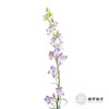 配花 | 千鸟飞燕紫色 商品缩略图4