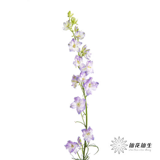 配花 | 千鸟飞燕紫色 商品图4