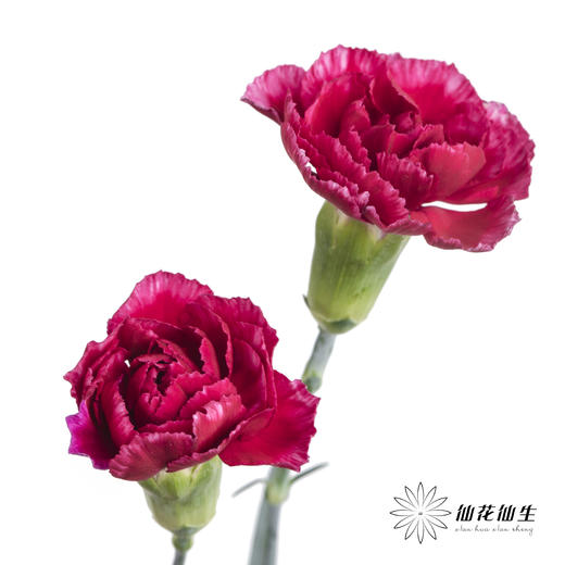 多头康乃馨 | 浅紫太子 商品图3