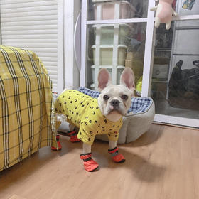 豆憨憨预售预售